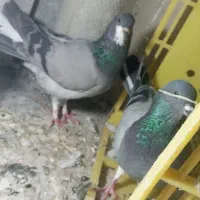 ی جفت خرقه ظالم و روزگاری و نر سینه واز دم پاک