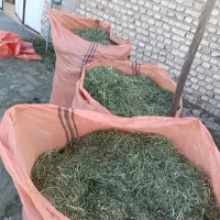 یونجه علفی تو گونی