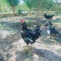 مرغ و خروس گلین|حیوانات مزرعه|شیراز, کفترک|دیوار