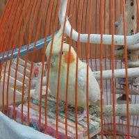 عروس هلندی زعفرانی خوشگل ،دستی ماده