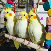 عروس هلندی ماده و انواع مرغ عشق|پرنده|تبریز, |دیوار