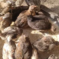 فروش تعدادی بوقلمون و جوجه مرغ محلی|حیوانات مزرعه|کمیجان, |دیوار