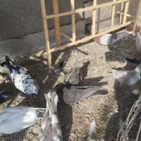 دوازده تا کبوتر پرنده  جفت 450 مفت