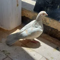 دوتا کفتر خوب  نرو ماده|پرنده|رودهن, |دیوار