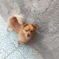 سگ باهوش حرف بگوش کن