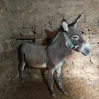 الاغ