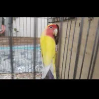 کوتوله برزیلی|پرنده|شیراز, دشت چنار|دیوار
