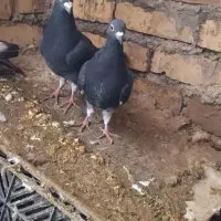 قره و مینا|پرنده|تربتحیدریه, شهرک ولیعصر|دیوار