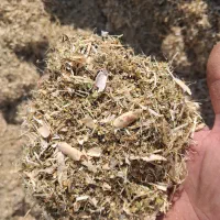 خرید کاه لوبیا فقط فقط سبز و نرم