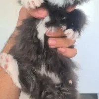 گربه|گربه|نیشابور, هفده شهریور|دیوار