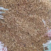 گندم|خوردنی و آشامیدنی|حمیدیه, |دیوار