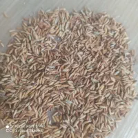 فروش شلتوک بذری