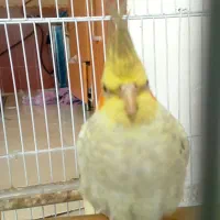 عروس نر مرواریدی