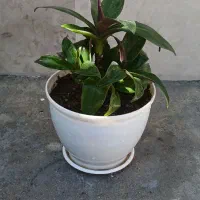 گل طبیعی زیبا و سرحال