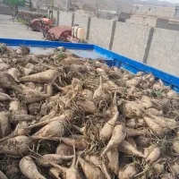 چغندرقند تازه پاک