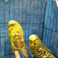 مرغ عشق انگلیسی درشت|پرنده|آستانه اشرفیه, |دیوار