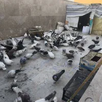 کبوتر پرشی