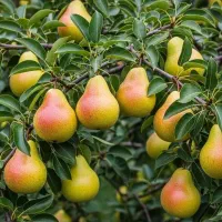 نهـال های پـای کوتاه و پـای بلند