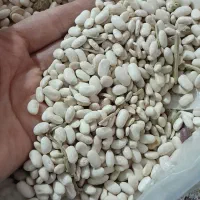 لوبیا سفید فریدن