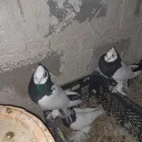 تعدای طوق سیاه درجه یک مشتری واقعی تماس|پرنده|داراب, |دیوار