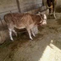 گاو هلشتاین وگوساله سمینتال ماده