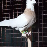 طوق زرد|پرنده|پاسارگاد, |دیوار