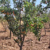 زمین باغ شهری .اقساط .شرایطی .چکی.معاوضه