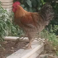 خروس جوان|پرنده|قم, زنبیل آباد|دیوار