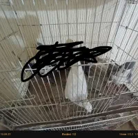 کفتر|پرنده|مشکین‌دشت, |دیوار