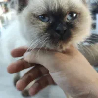 گربه پرشین و هیمالین