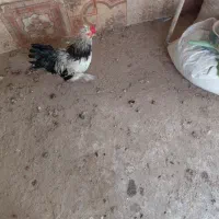 خروس