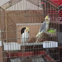 عروس هلندی جفت با قفس بزرگ
