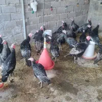 بوقلمون|حیوانات مزرعه|گرمسار, |دیوار