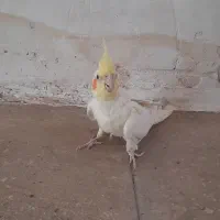 عروس هلندی ماده