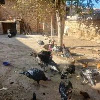 بوقلمون