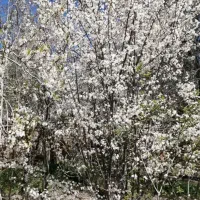 ۱۳۰۰ متر زمین کشاورزی جاسب