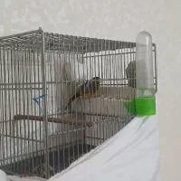 سره قناری