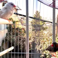 یک جفت فنچ راه راه یا فنچ زبرا Zebra Finch|پرنده|بومهن, |دیوار