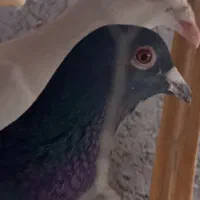 پرنده|پرنده|بم, |دیوار