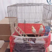 یک جفت عروس هلندی لوتینو|پرنده|مرودشت, بیست متری بیمارستان|دیوار