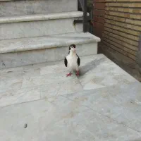 کبوتر خال پنگوئنی|پرنده|گمیشان, |دیوار