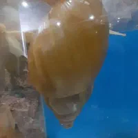 ۷ عدد حلزون اچاتینا بالغ مولد