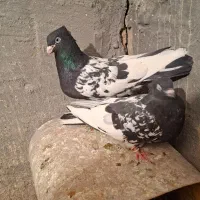 کبوتر کله سیاه جفتی|پرنده|مرودشت, رامجرد یک|دیوار