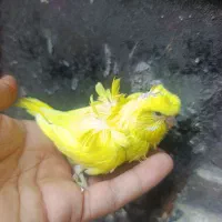 تعدادی مرغ عشق سرلاکی  پروانه ای