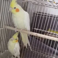 لوتینو عروس هلندی نر وماده فول کاکل