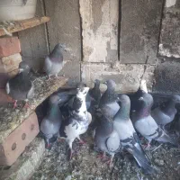 کبوتر قدیم