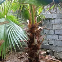 پالم واشنگتن تنه درشت|گل و گیاه طبیعی|آمل, |دیوار