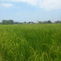 زمین کشاورزی به متراژ ۱۰۰۰متر|فروش دفتر صنعتی، کشاورزی، تجاری|رشت, حومه رشت|دیوار