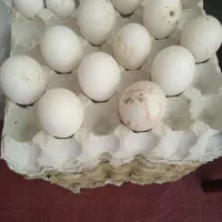 تخم غاز تازه ونطفه دار