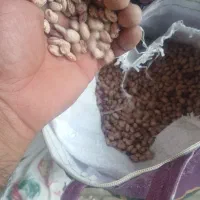 لوبیاچیتی ارگانیک بومی|خوردنی و آشامیدنی|اصفهان, باغ فدک|دیوار
